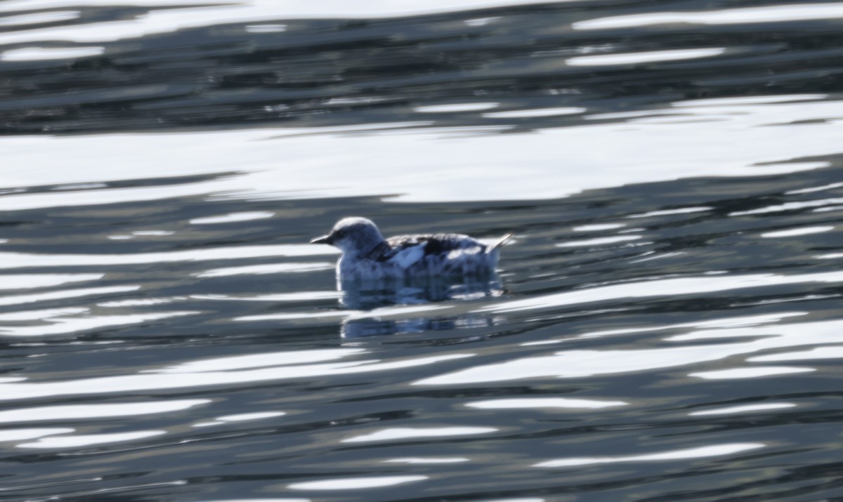 Black Guillemot - ML623683233