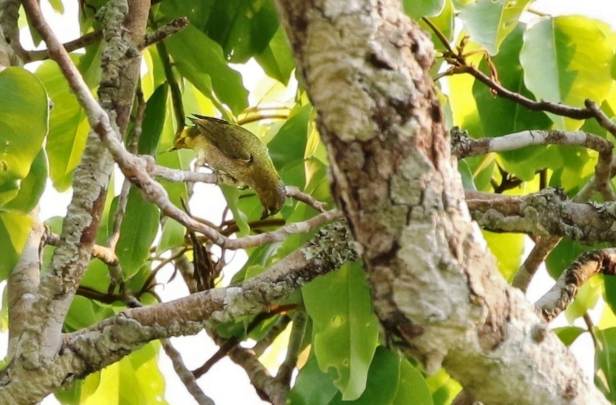 Golden-bellied Euphonia - ML623683242