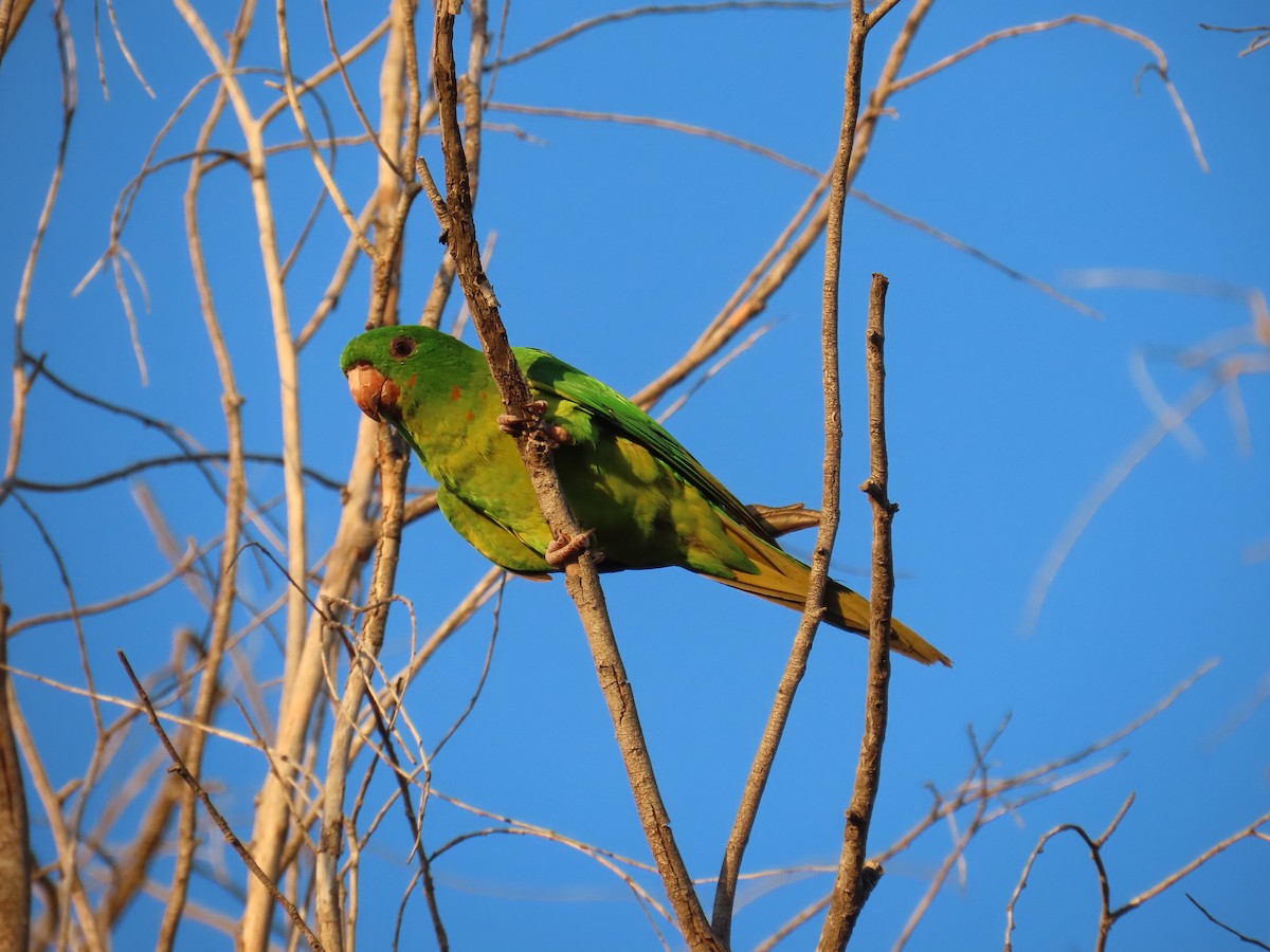 Green Parakeet - ML623683247