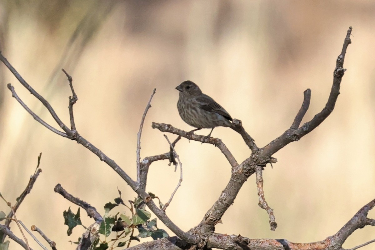 House Finch - ML623683300