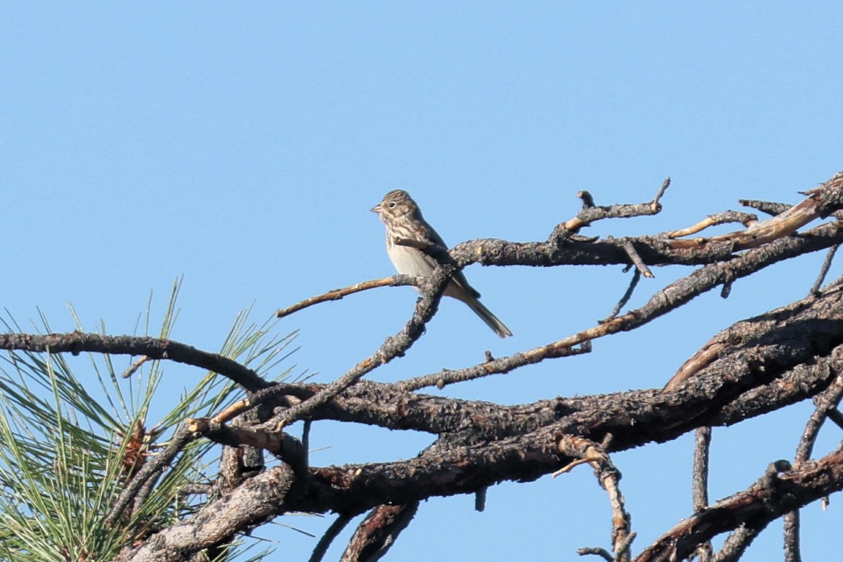 Vesper Sparrow - ML623683303