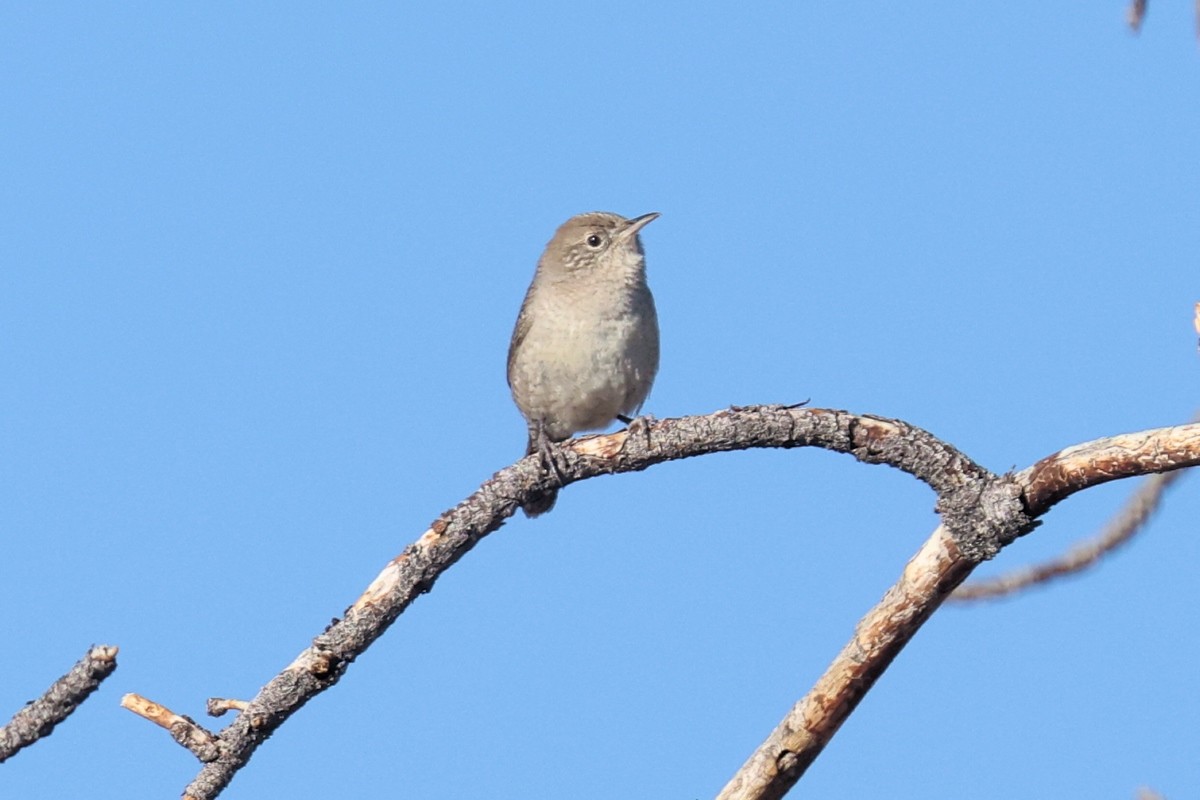 House Wren - ML623683306