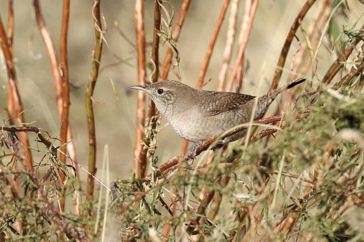 House Wren - ML623683307