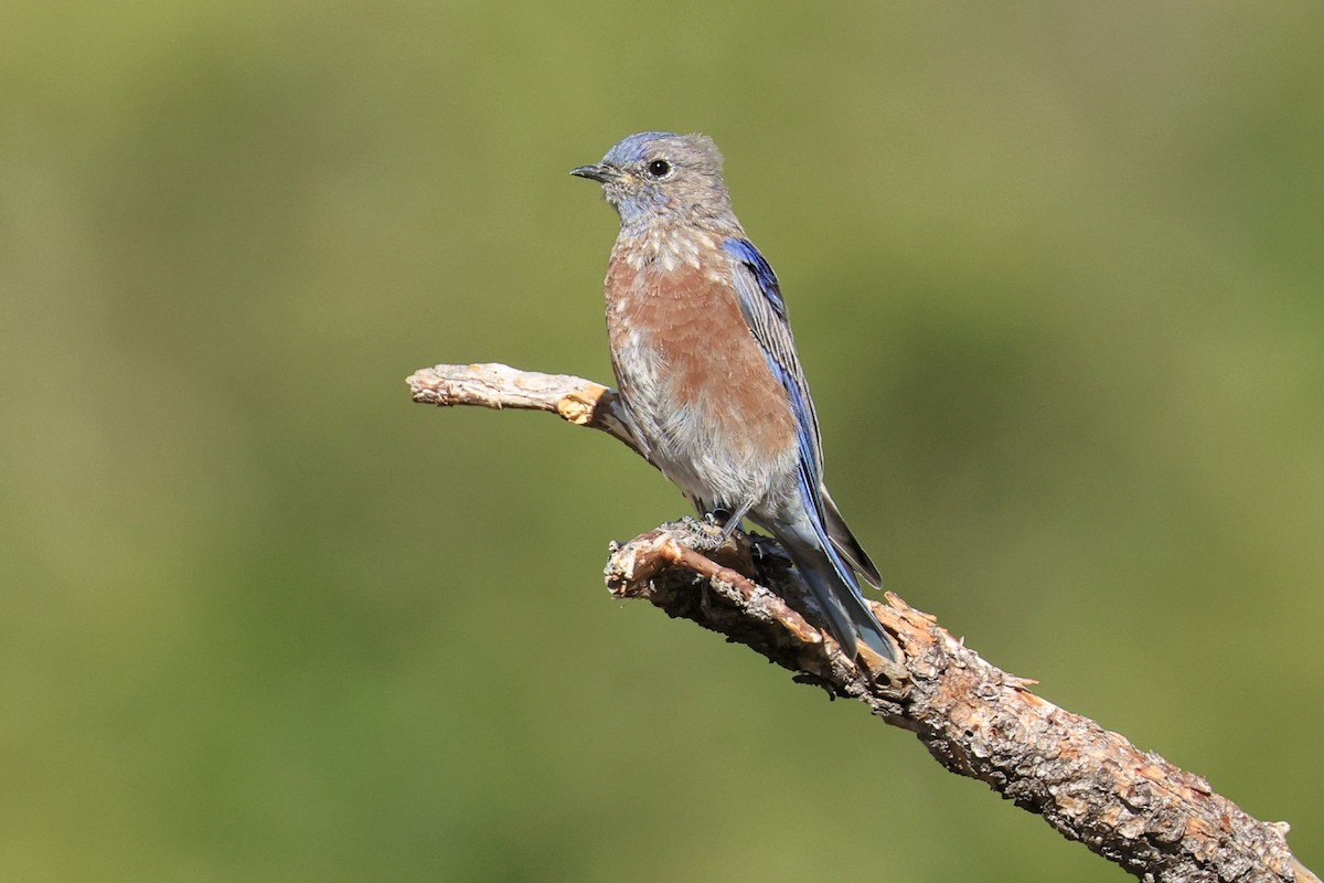 Western Bluebird - ML623683318