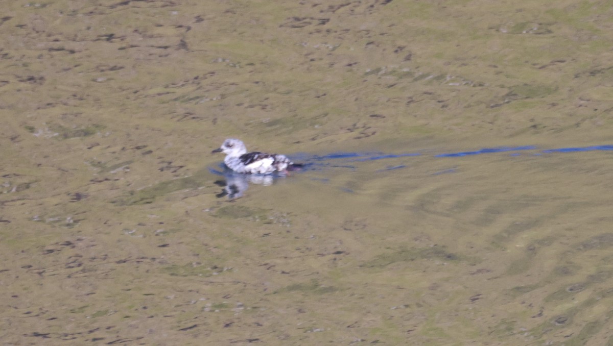 Black Guillemot - ML623683323