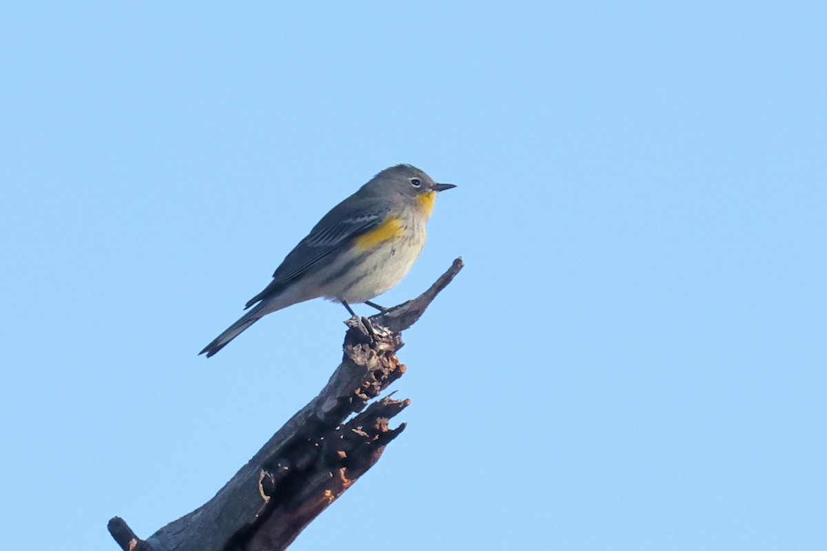 Yellow-rumped Warbler (Audubon's) - ML623683330