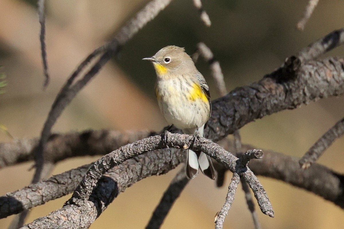 Yellow-rumped Warbler (Audubon's) - ML623683332