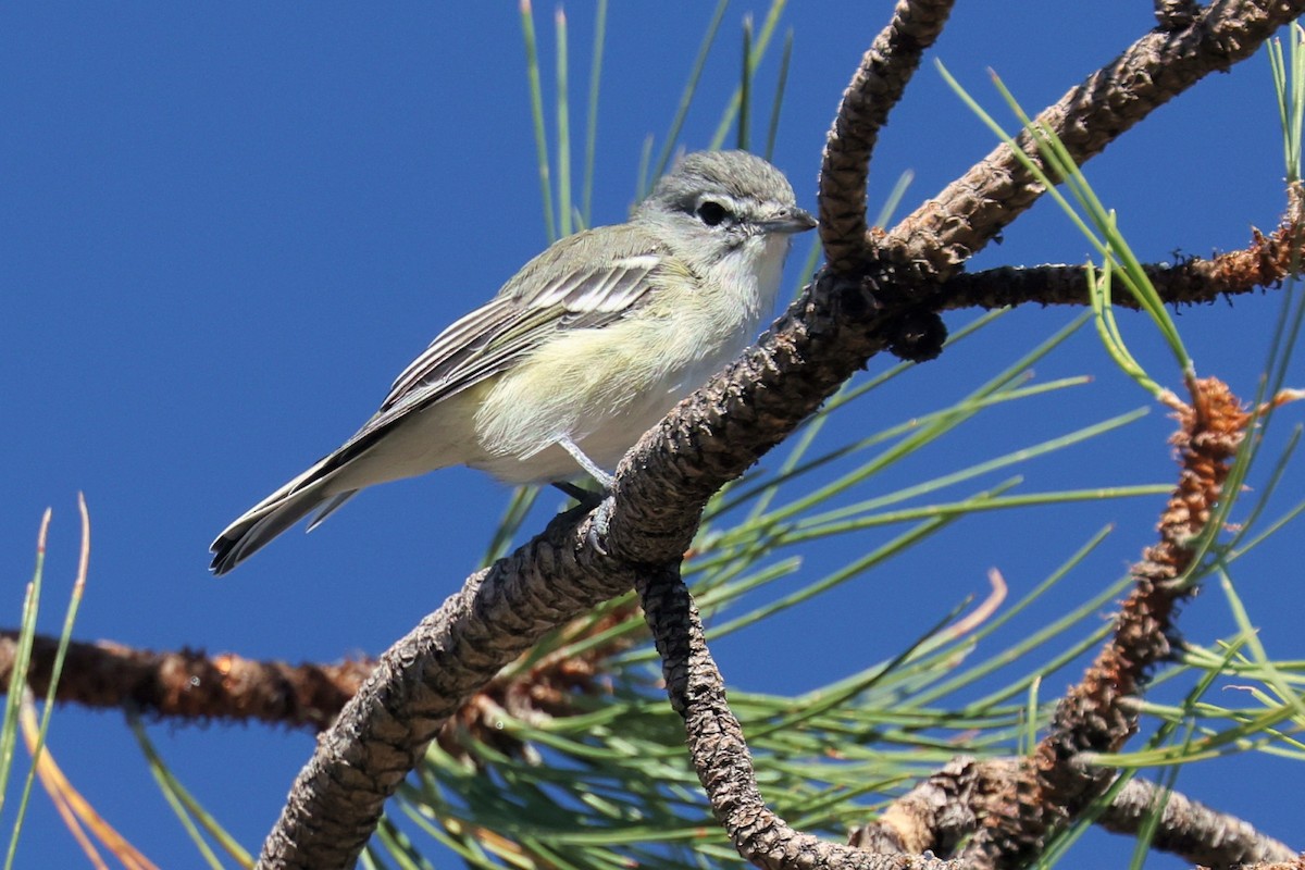 Plumbeous Vireo - ML623683342