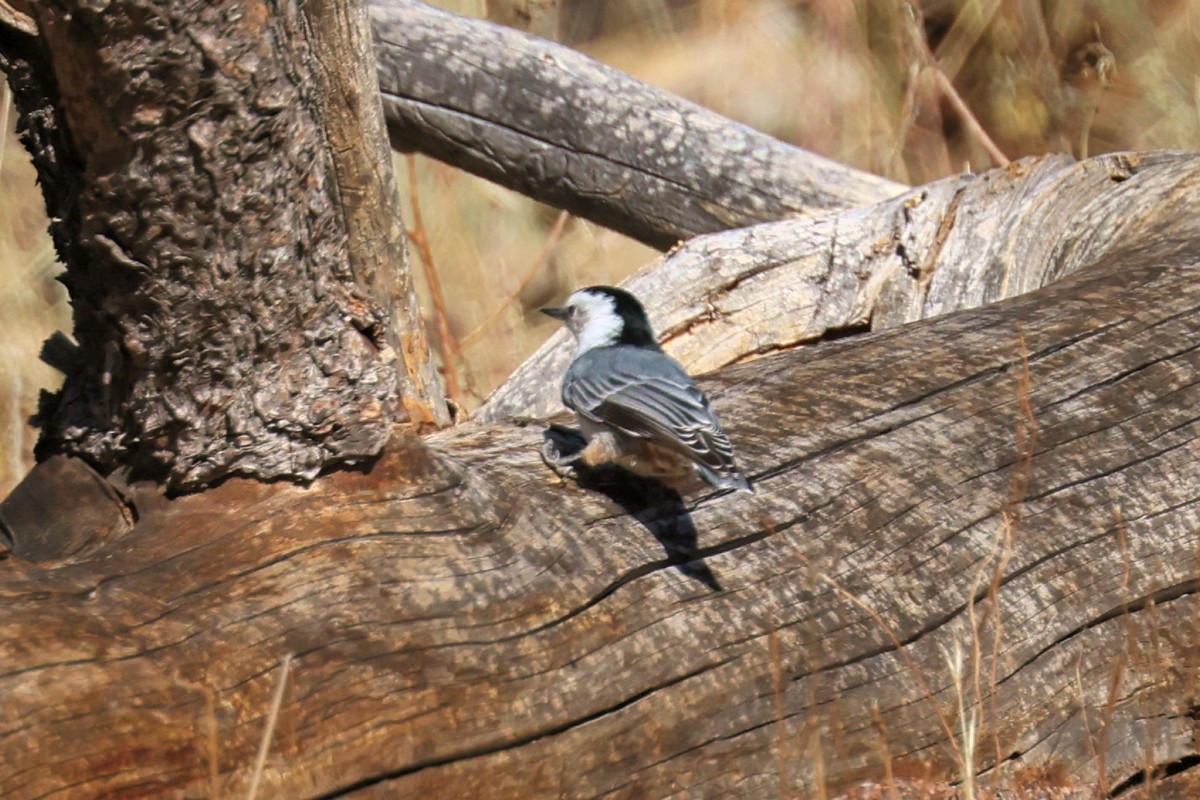 White-breasted Nuthatch - ML623683344