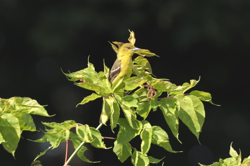 Oriole des vergers - ML623683366