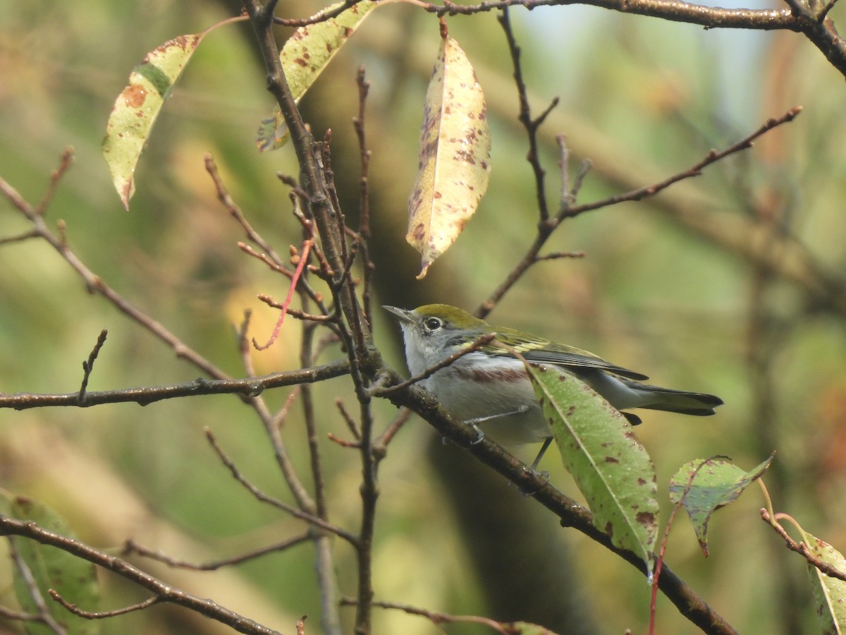 Chestnut-sided Warbler - Andrew Whetten