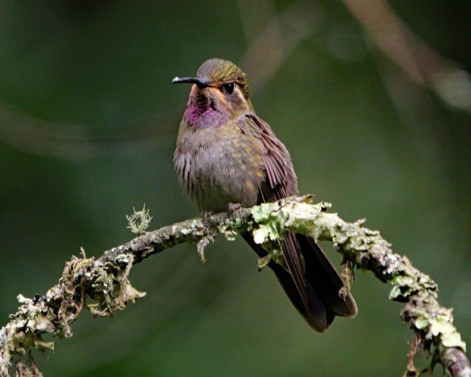 Amethyst-throated Mountain-gem - ML623683400