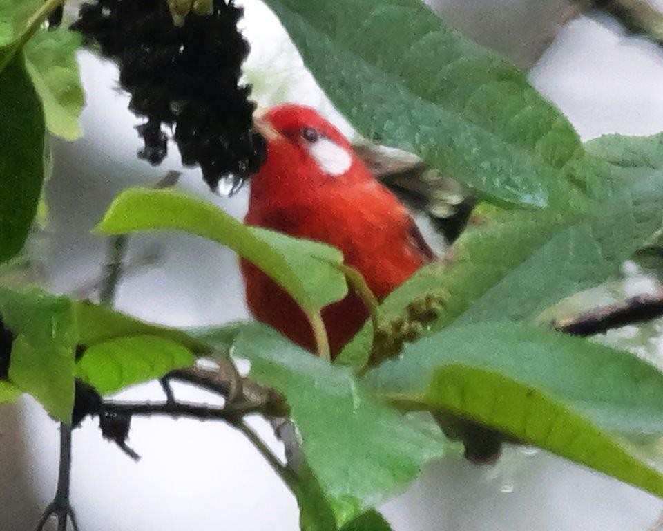 Red Warbler - ML623683413