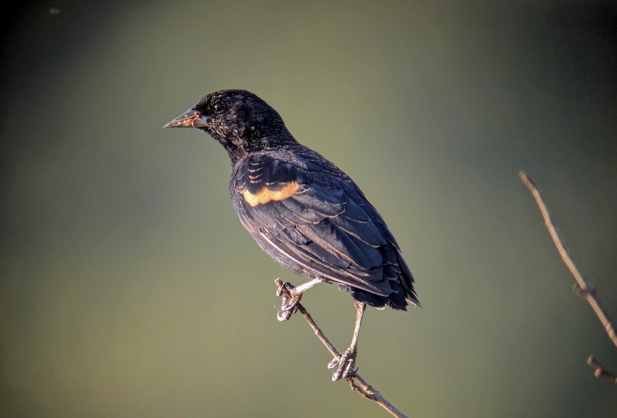 Red-winged Blackbird - ML623683452