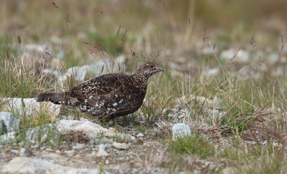 Gallo Fuliginoso - ML623683453