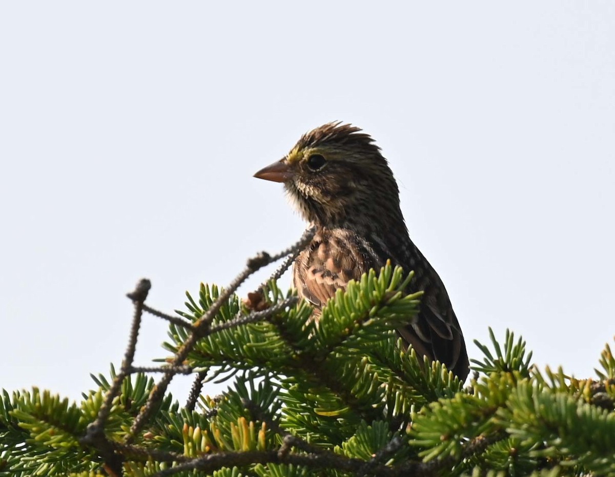 Savannah Sparrow - Kathy Marche