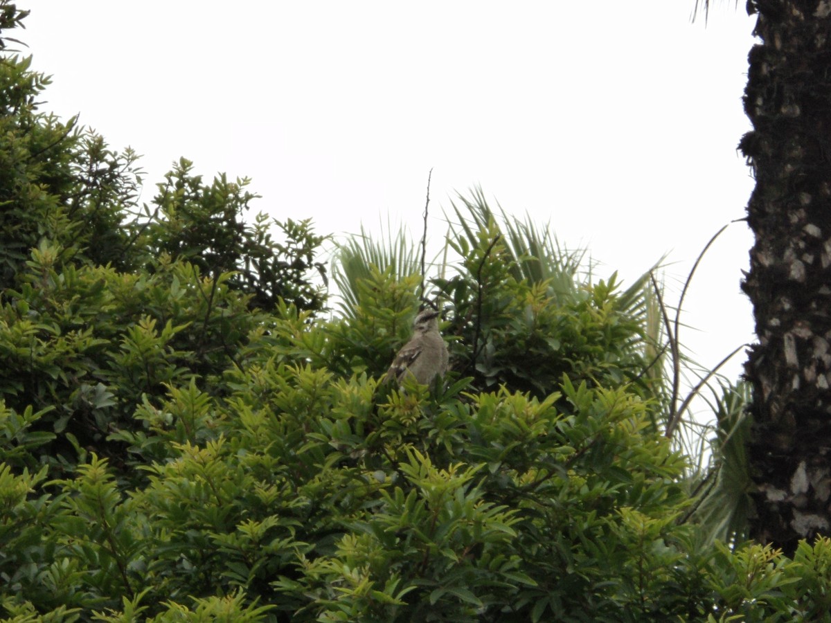 Long-tailed Mockingbird - ML623683504