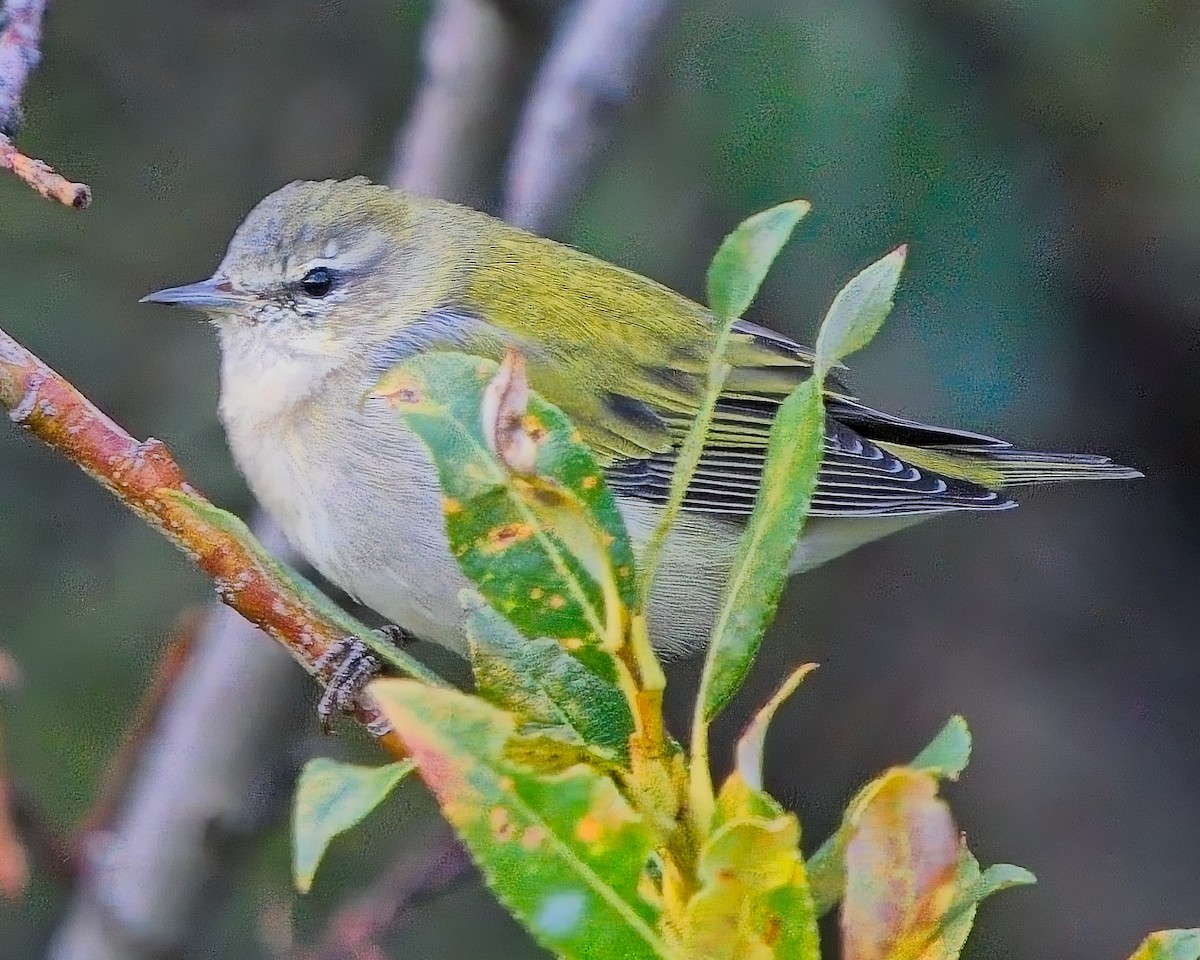 Tennessee Warbler - Frank Letniowski