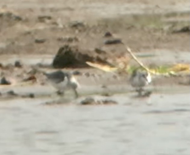 Sanderling - Mark Greene