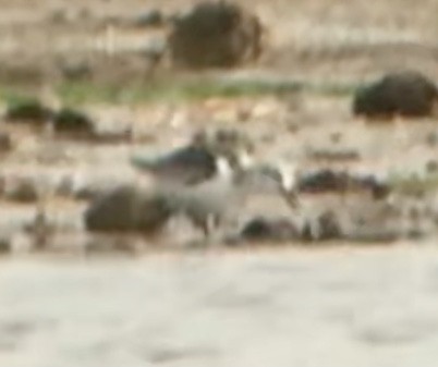 Sanderling - Mark Greene