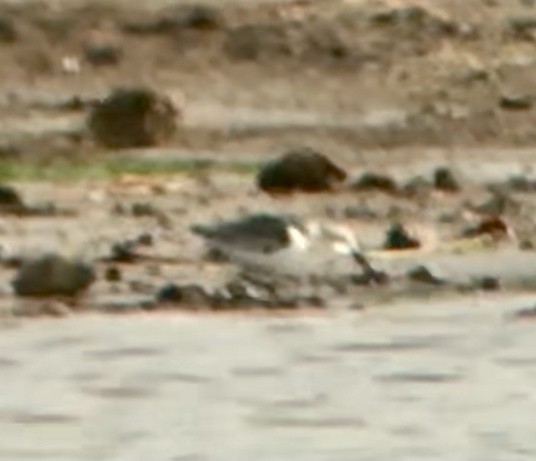 Sanderling - Mark Greene