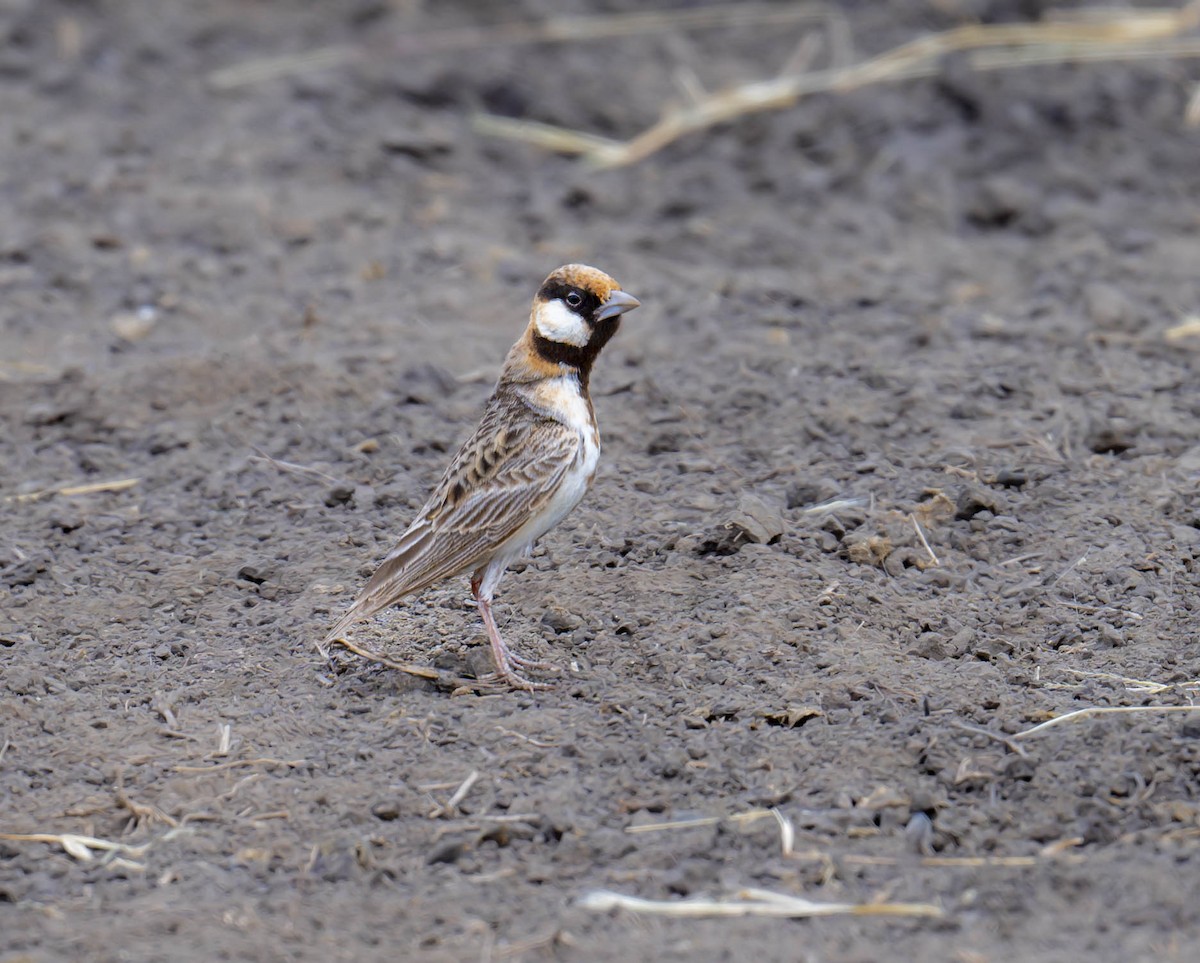 Fischer's Sparrow-Lark - ML623683630