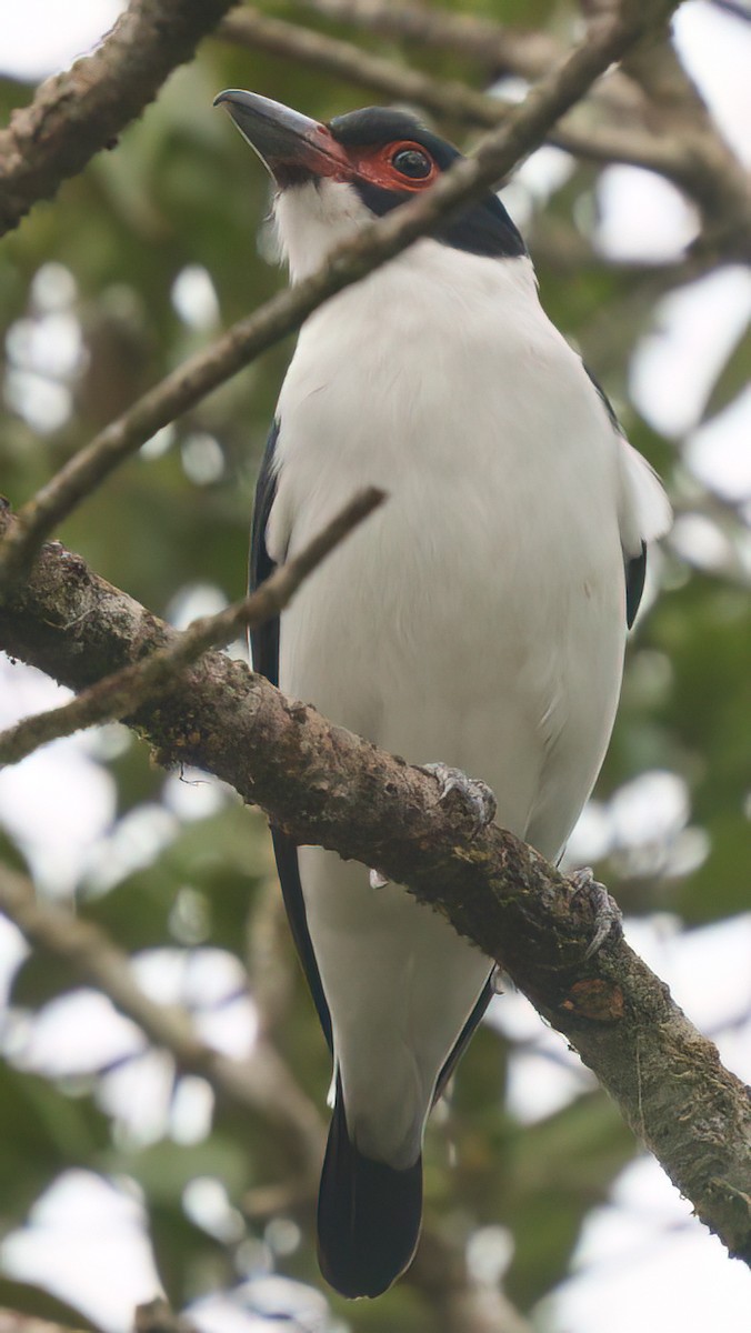 Black-tailed Tityra - ML623683632