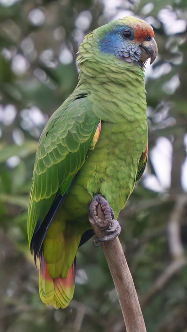 Red-tailed Parrot - ML623683634