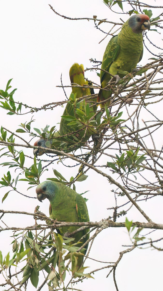 Red-tailed Parrot - ML623683635