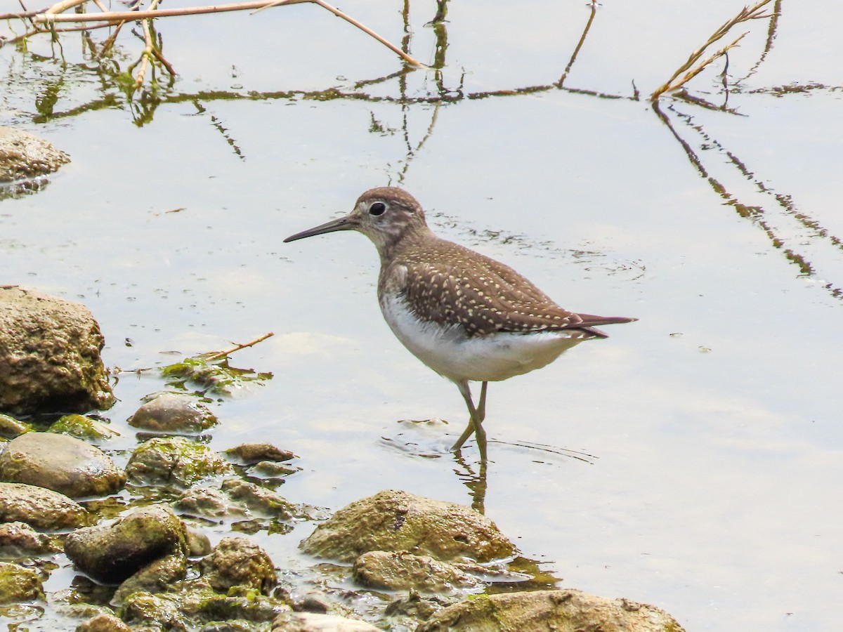 Solitary Sandpiper - ML623683691