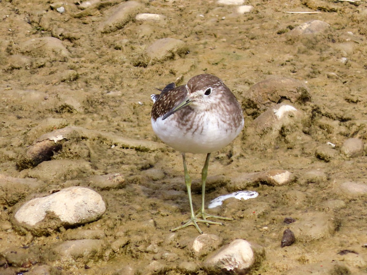 Solitary Sandpiper - ML623683695