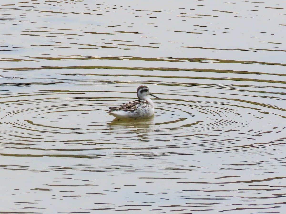 Red-necked Phalarope - ML623683698