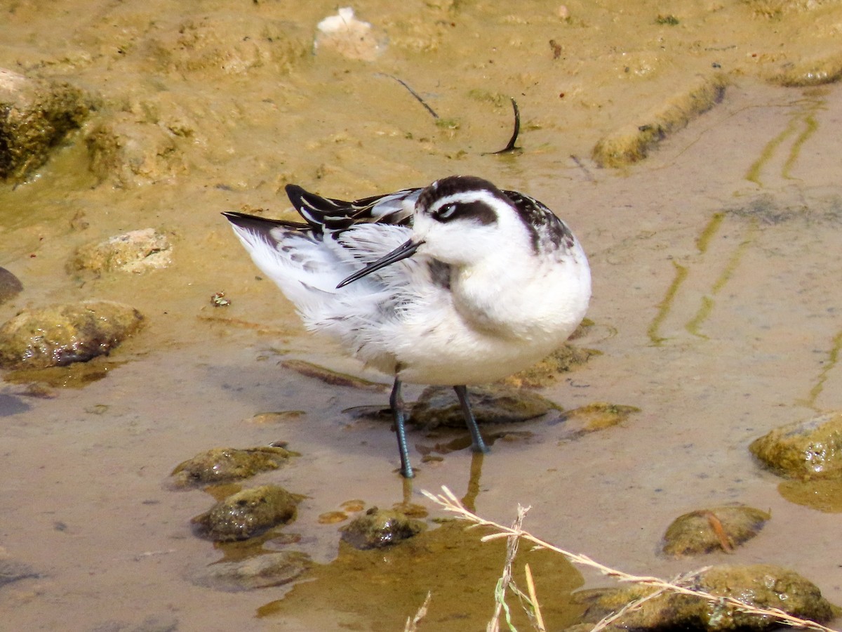 Red-necked Phalarope - ML623683712