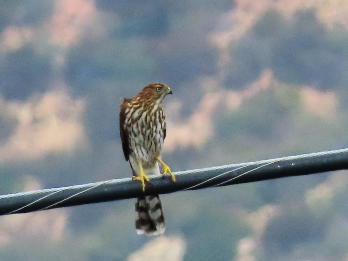 Cooper's Hawk - ML623683744