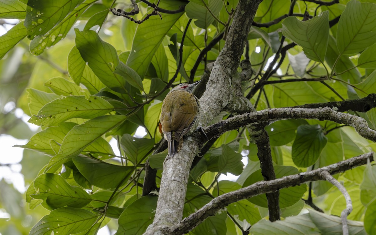 Gray-crowned Woodpecker - ML623683746