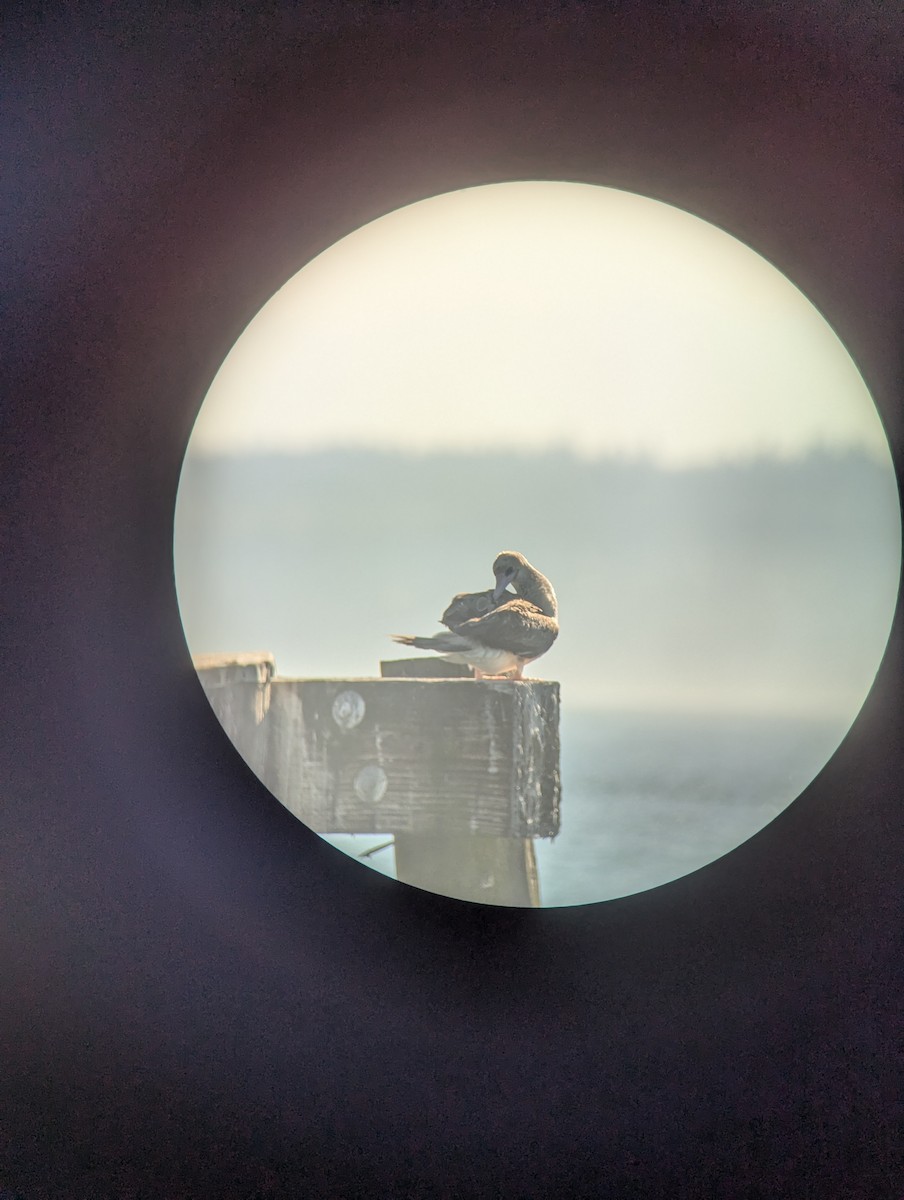 Red-footed Booby - ML623683747