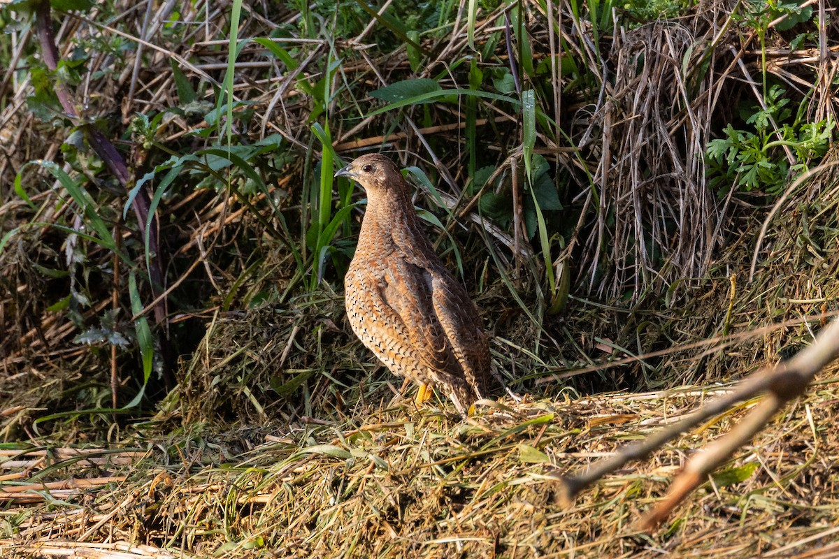 Brown Quail - ML623683764