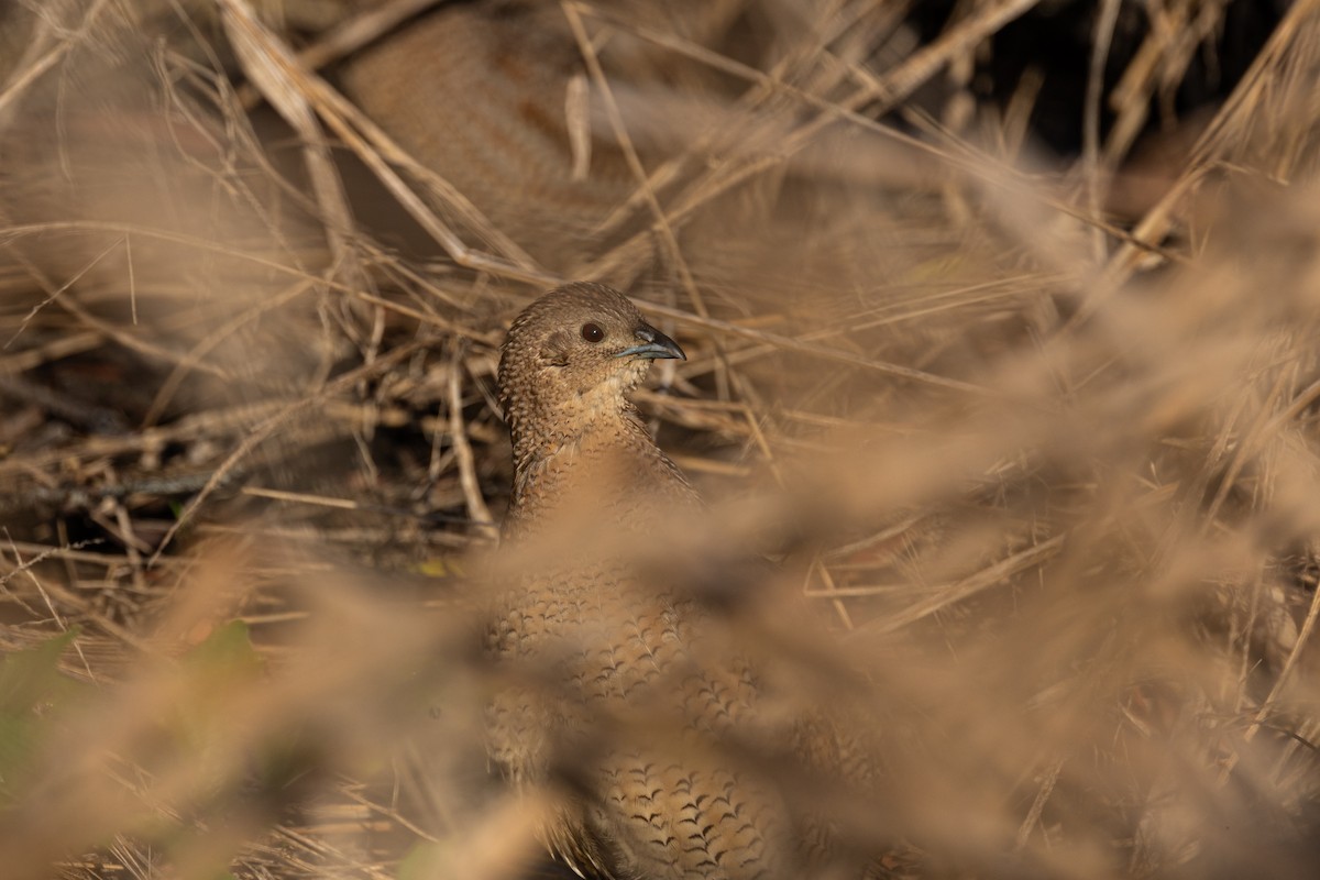 Brown Quail - ML623683765