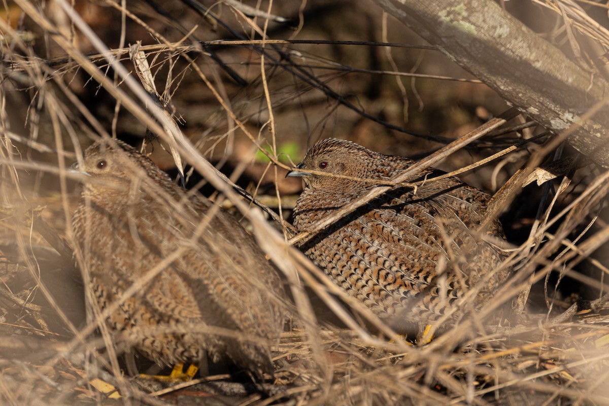 Brown Quail - ML623683766