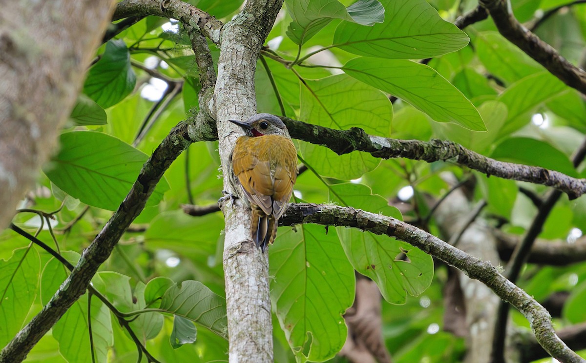 Gray-crowned Woodpecker - ML623683773