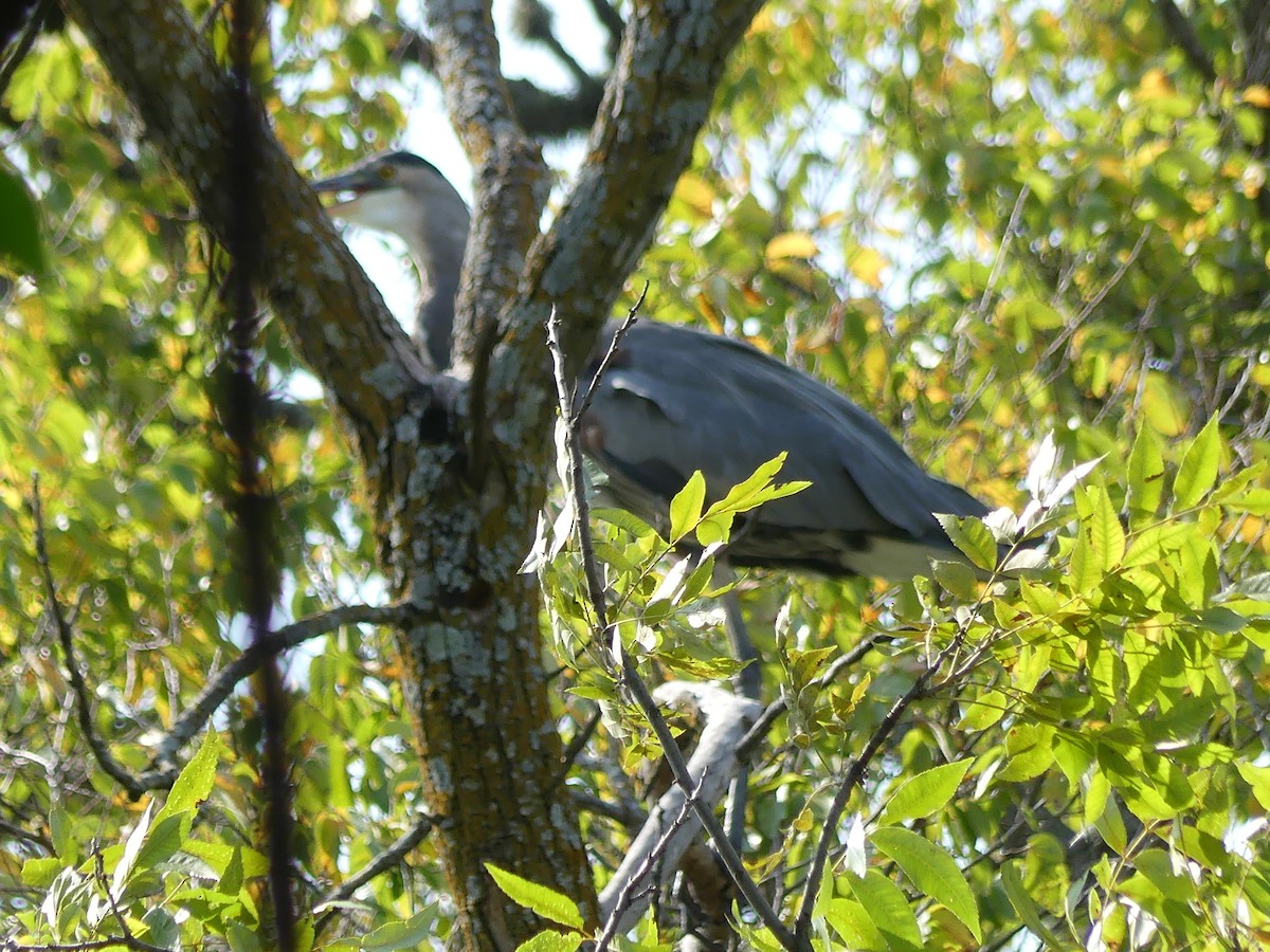 Great Blue Heron - ML623683784