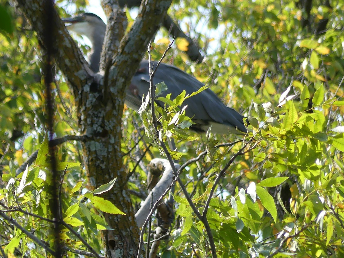 Great Blue Heron - ML623683785