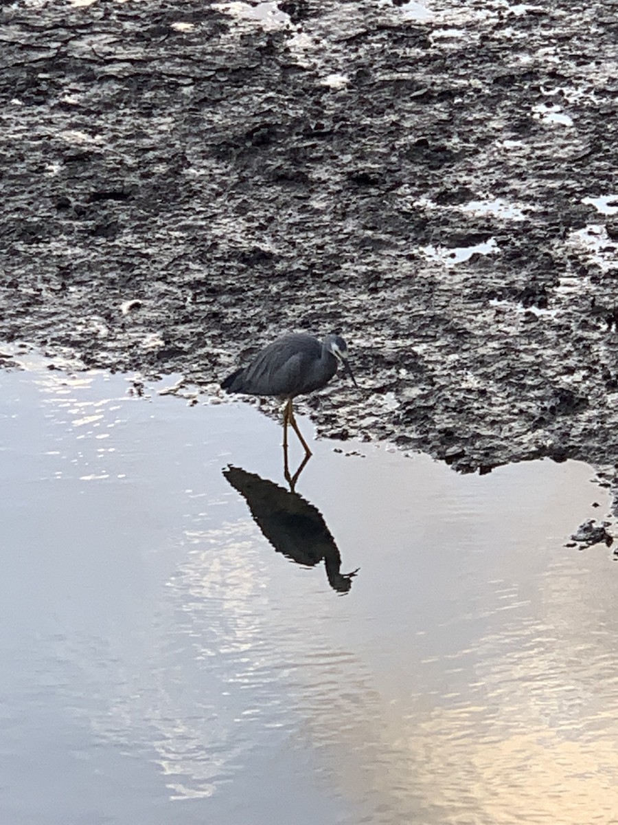 White-faced Heron - ML623683788