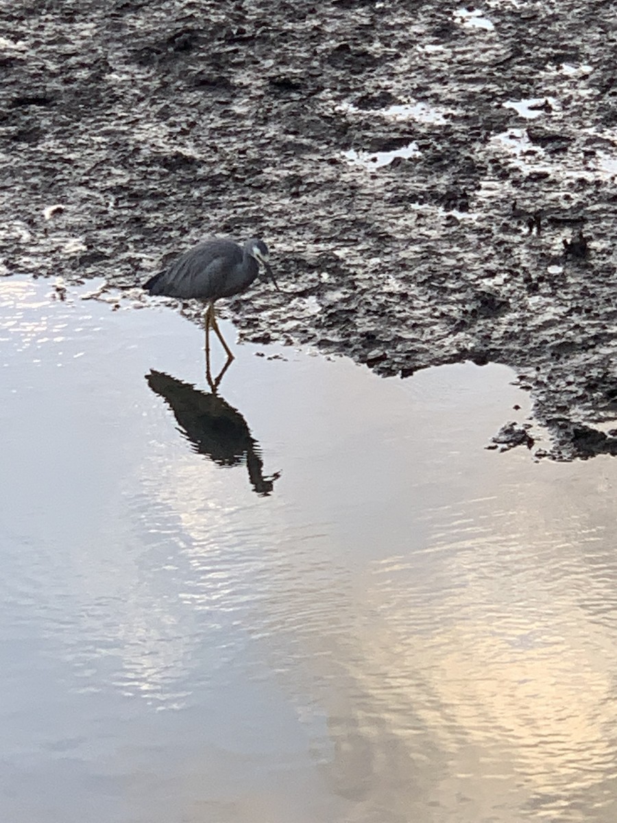 White-faced Heron - ML623683789