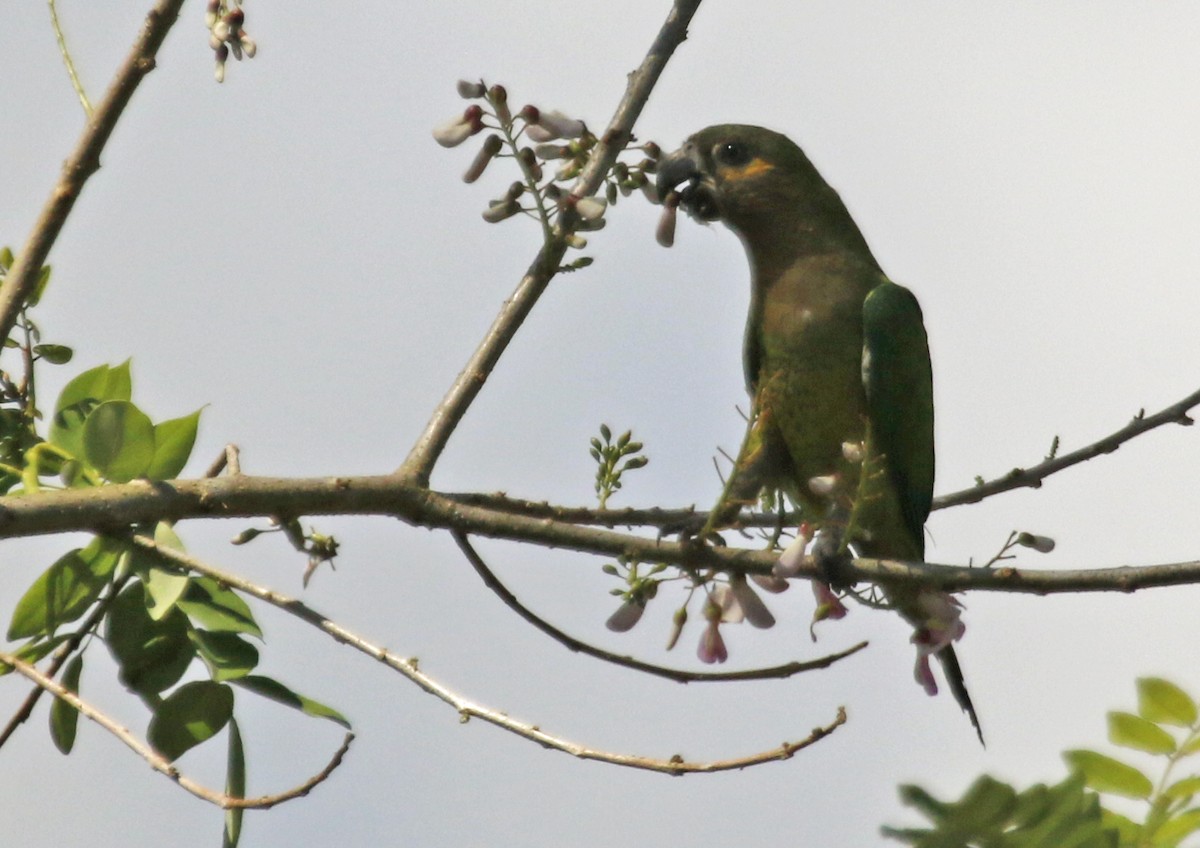 Brown-throated Parakeet - Geert Bouke Kortleve