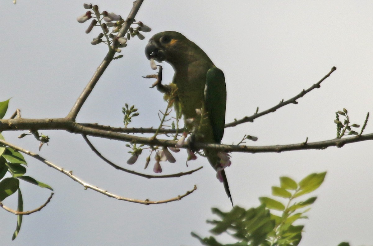 Brown-throated Parakeet - ML623683805