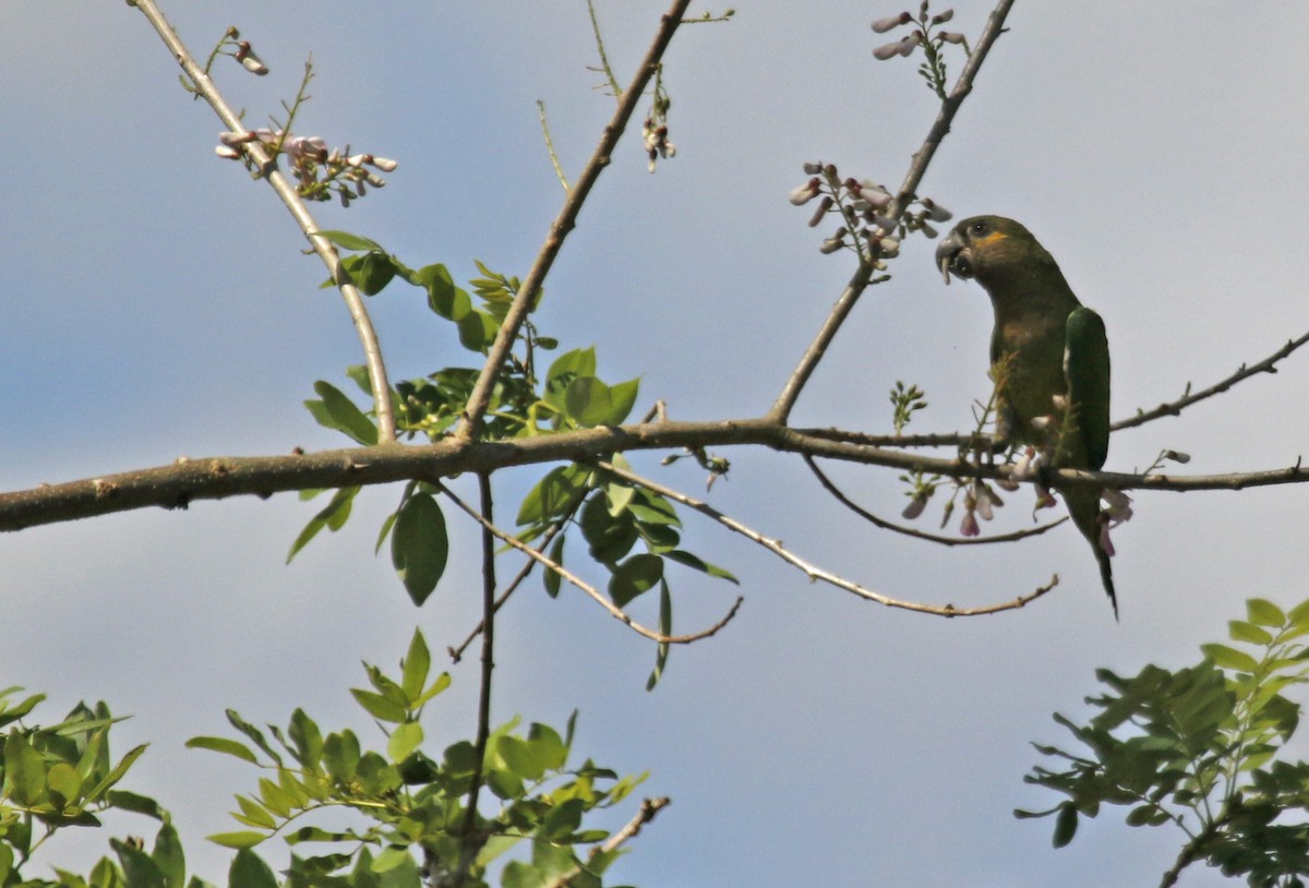 Brown-throated Parakeet - ML623683807