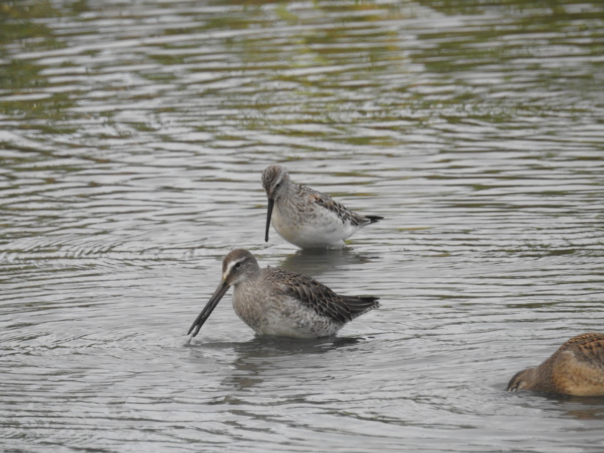 Long-billed Dowitcher - ML623683828