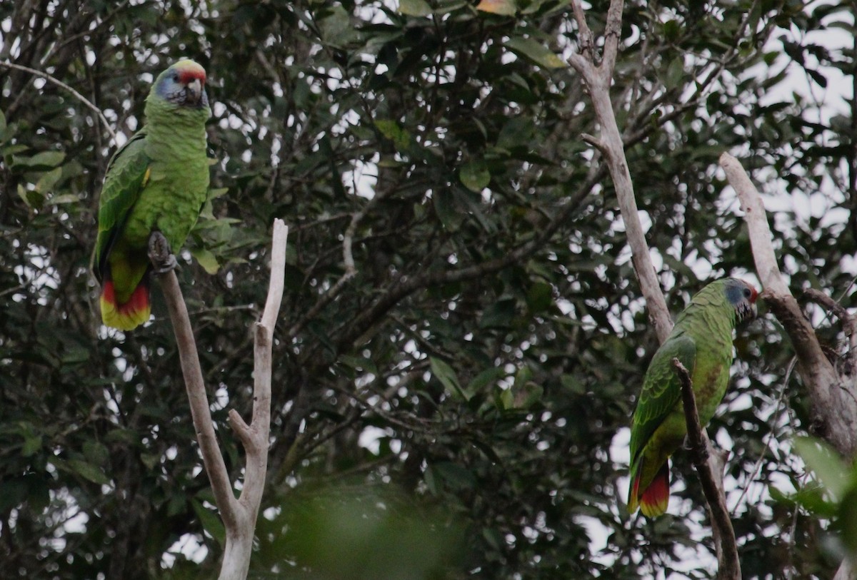 Red-tailed Parrot - ML623683831