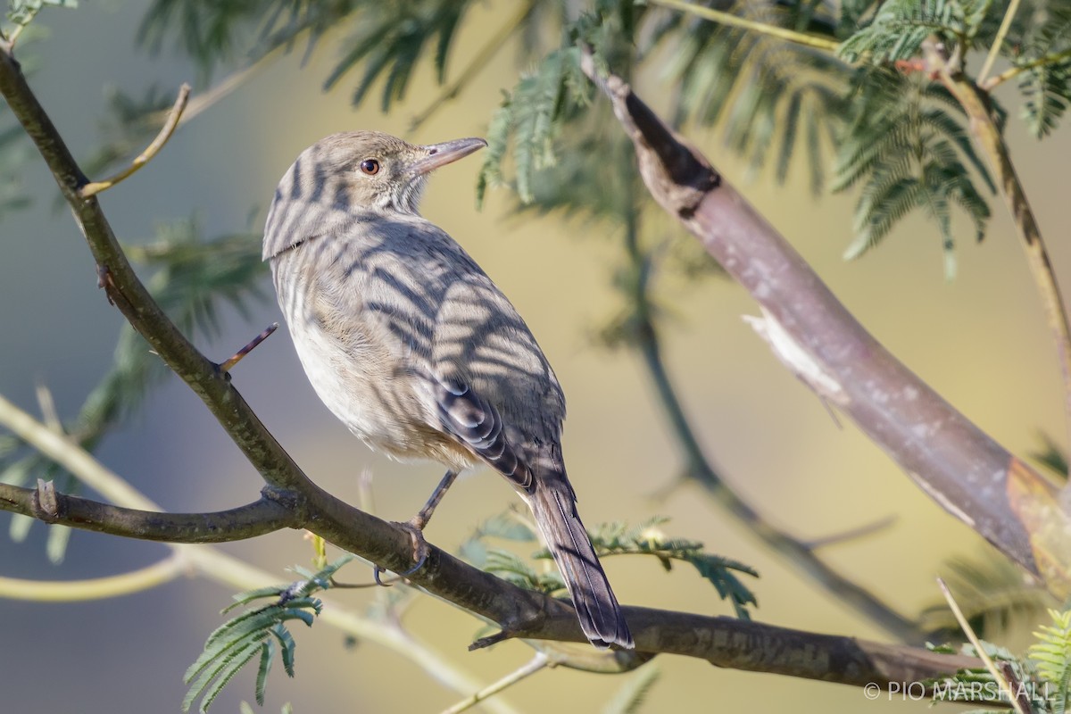 Great Shrike-Tyrant - ML623683833